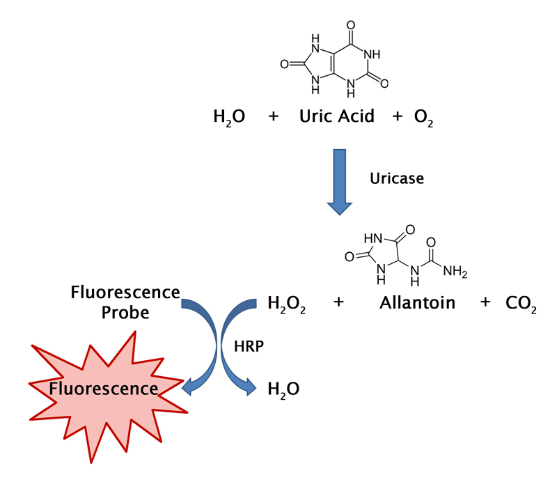 Uric Acid/Uricase Assay